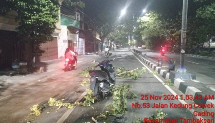 Pohon Tumbang di Jalan Kedung Cowek, Pimpinan Redaksi Media Jadi Korban, DLH Surabaya Bungkam