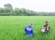 Dukung Progran Ketahanan Pangan, Babinsa Koramil Balen Bojonegoro bantu petani Rawat Tanaman Padi