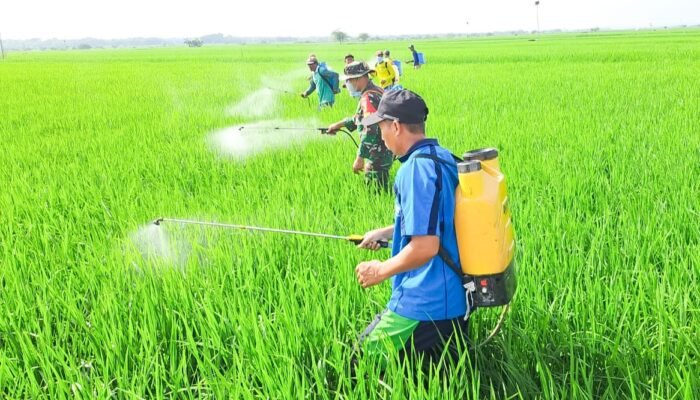 Dukung Ketahanan Pangan, Babinsa Koramil kepohbaru Bojonegoro bantu Petani Desa Cengkir berantas OPT