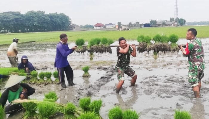 Perkuat Ketahanan Pangan, Babinsa Koramil Padangan Bojonegoro bantu Petani Tanam Padi
