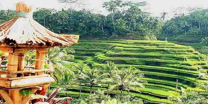 Destinasi Wisata Ubud di Bali