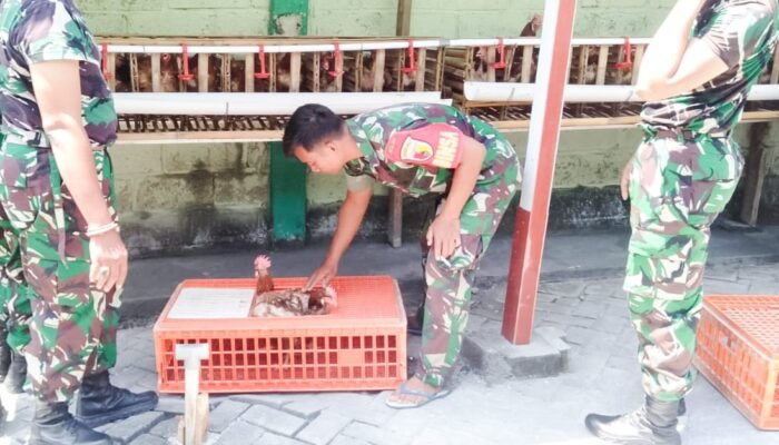 Dukung Ketahanan Pangan, Koramil Jajaran Kodim Bojonegoro Budidaya Ayam Petelur