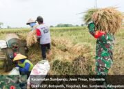 Babinsa Sumberrejo Bojonegoro bantu Petani Tlogohaji Memanen Padi