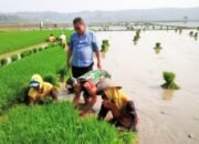 Dukung Program Ketahanan Pangan, Babinsa Trucuk Bojonegoro bantu Petani Desa Padang Mempercepat Tanam Padi