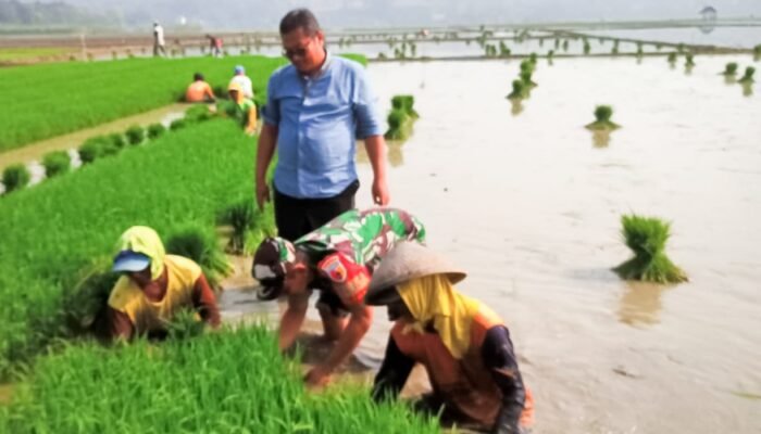 Dukung Program Ketahanan Pangan, Babinsa Trucuk Bojonegoro bantu Petani Desa Padang Mempercepat Tanam Padi