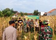 Panen Jagung Meriah di Deket: TNI dan WargaPanen Jagung Meriah di Deket: TNI dan Warga Bersatu Demi Ketahanan Pangan