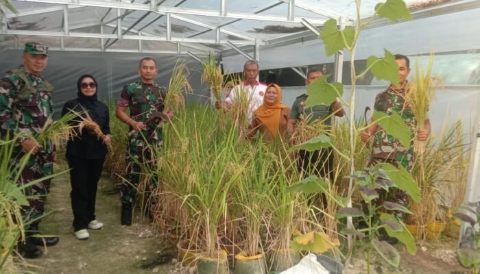 Galon dan Bak Plastik Untuk Tanam Padi Perdana Kampung Tanggap Hibernasi Didesa Kleangensrempat Kecamatan Maduran Lamonggan