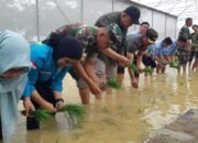 Akedemisi Unisla Ciptakan Formula Tepat Tanam padi Berkolaborasi Dengan Kodim  Lamonggan