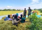 Babinsa dan Petani Bersatu: Wujudkan Ketahanan Pangan Nasional dari Desa Gendot