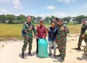 Lamongan Siap Panen Raya, Kodim 0812 Gerak Cepat Kembangkan Padi Super PMJ 01