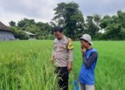 Bhabinkamtibmas Kedungombo Dukung Ketahanan Pangan dengan Pemantauan Tanaman Padi