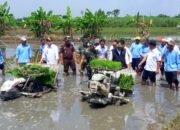 Dandim Lamongan Bersama Forkompimda Mempercepat Penanaman Padi dengan Bibit Unggul Inbrida