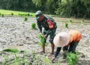 Babinsa Kodim Bojonegoro bantu Petani Wujudkan Ketahanan Pangan Nasional