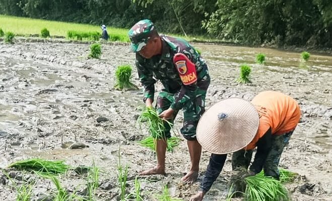 Babinsa Kodim Bojonegoro bantu Petani Wujudkan Ketahanan Pangan Nasional