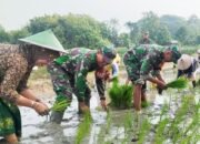 Bantu Petani Tanam Padi, Babinsa Koramil Bubulan Bojonegoro dukung Program Ketahanan Pangan
