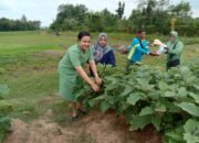 Persit Kodim Lamonggan Mendukung Ketahanan Pangan Dengan Hasil Panen Dikampung Pandu Jotosanur