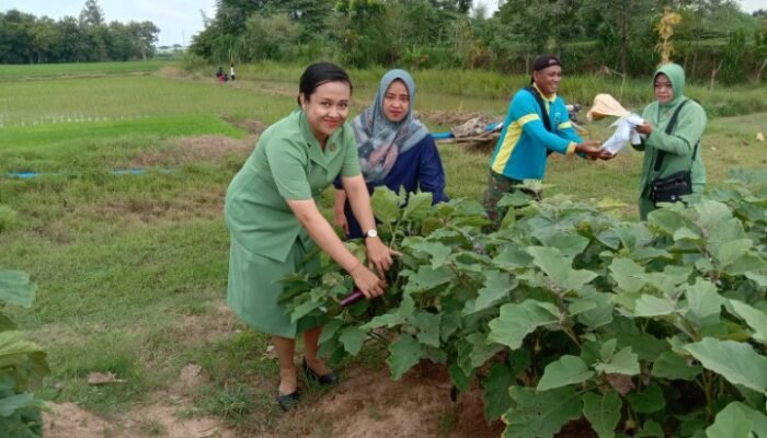 Persit Kodim Lamonggan Mendukung Ketahanan Pangan Dengan Hasil Panen Dikampung Pandu Jotosanur