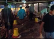 Bhabinkamtibmas Wates Pantau Hewan Ternak untuk Dukung Ketahanan Pangan