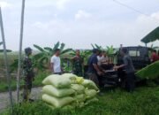 Anggota Jajaran Babinsa Kodim Lamongan Dampingi Petani Untuk Serapan Gabah Terus Digalakan