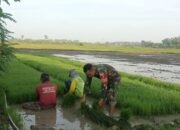 Jajaran Kodim Lamongan Percepat Areal Tanam Untuk Mensukseskan Program Pertahanan Pangan