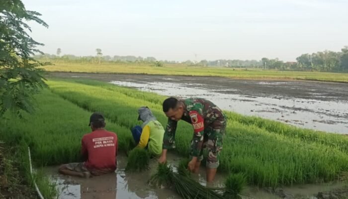 Jajaran Kodim Lamongan Percepat Areal Tanam Untuk Mensukseskan Program Pertahanan Pangan