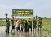 Kodim Lamongan Percepatan Areal Tanam Sebagai Langkah Dalam Mewujudkan Ketahanan Pangan Nasional