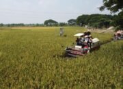 Kodim Lamongan Bersama Pemerintahan Daerah Laksanakan Panen Raya Serentak di Laksanakan Oleh 14 Provinsi
