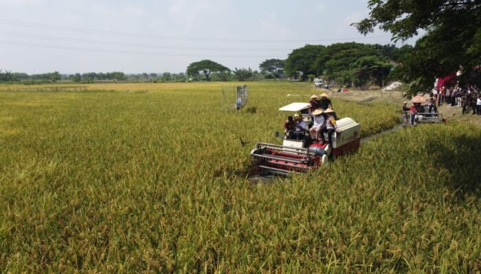 Kodim Lamongan Bersama Pemerintahan Daerah Laksanakan Panen Raya Serentak di Laksanakan Oleh 14 Provinsi