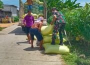 Sinergi Kodim Lamongan Dan Bulog Mendampingi Serapan Gabah Terus Digalakan