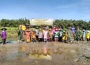 Mensukseskan Program Pertahanan Pangan Oleh Jajaran Kodim Lamongan