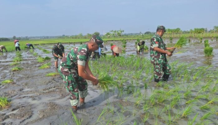 Koramil Pucuk Sukseskan Masa Tanam Padi Kedua di Desa Wanar Pucuk