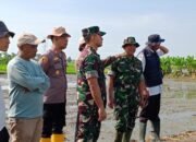 Koramil Pucuk Sukseskan Masa Tanam Padi Kedua PMJ 01 di Desa Dati