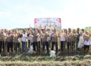 Polres Kediri Kota Panen Raya Jagung, Wujud Nyata Dukung Swasembada Pangan