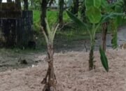 Aksi Kekesalan Warga, Jalan Rusak Ditanami Pohon Pisang, di Desa Nglumber Kepohbaru