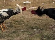 Sabung Ayam di Lamongan Merajalela, Pedangan Ploso Kian Terkikis Moral