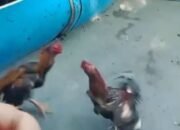 Desa Padenganploso Pucuk Lamongan Rusak Parah Karena Judi Ayam, Pemdes Cuek Aja