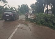 Tanggap Darurat, Polsek Babat Sigap Evakuasi Pohon Tumbang di Jalur Vital Babat Widang