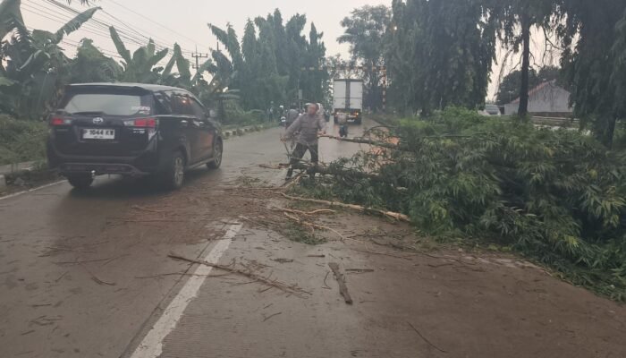 Tanggap Darurat, Polsek Babat Sigap Evakuasi Pohon Tumbang di Jalur Vital Babat Widang
