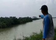 Tragedi Di Ladang: Puluhan Hektare Sawah Di Lamongan Tenggelam, Petani Menangis Gagal Panen