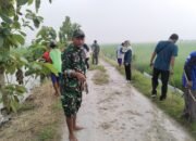 Sinergi TNI Dan Petani, Koramil Karanggeneng Dampingi Aksi GERDAL Di Latukan