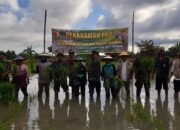 Semangat Swasembada Pangan: TNI dan Petani Bersatu Tanam Harapan di Plalangan