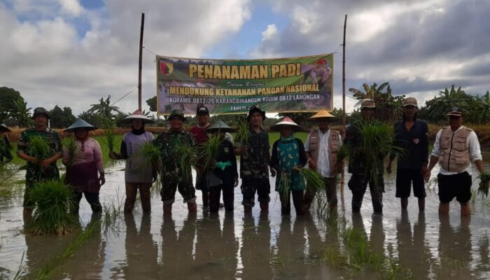 Semangat Swasembada Pangan: TNI dan Petani Bersatu Tanam Harapan di Plalangan