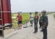 Babinsa Kodim Lamongan Jadi Garda Terdepan Penyerapan Gabah, Dukung Ketahanan Pangan Nasional