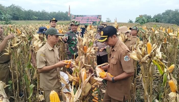 Semangat Kebersamaan: Koramil Mantup, PPL, Dan Perhutani Gelar Panen Raya Jagung Di Lamongan