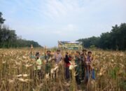 Panen Jagung Bersama Di Sugio: Harmoni TNI, Petani, Dan Penyuluh Untuk Ketahanan Pangan