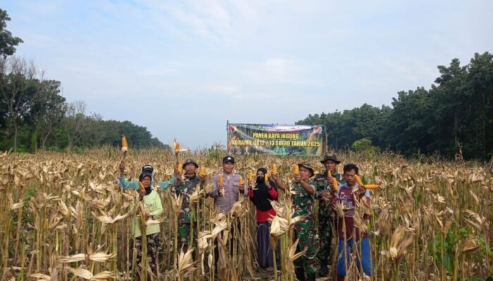 Panen Jagung Bersama Di Sugio: Harmoni TNI, Petani, Dan Penyuluh Untuk Ketahanan Pangan