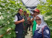 Semangat Ketahanan Pangan, Pj Danramil Karanggeneng Dan Forkopimcam Tanam Cabai Dan Panen Melon Bersama Warga