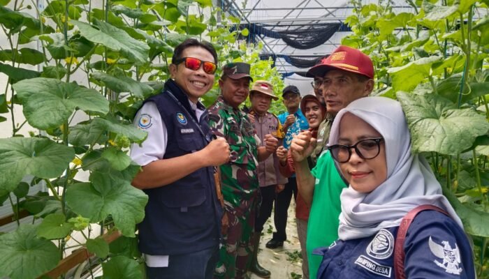 Semangat Ketahanan Pangan, Pj Danramil Karanggeneng Dan Forkopimcam Tanam Cabai Dan Panen Melon Bersama Warga