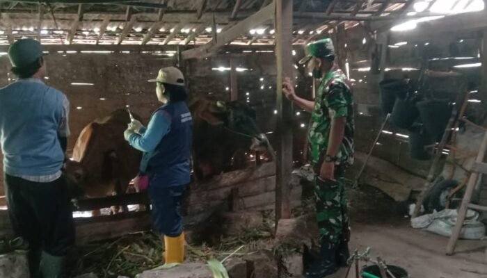 Pastikan Sehat Dari penyakit. Petugas gabungan TNI Polri Dan Nakes Cek Kesehatan Hewan Kurban