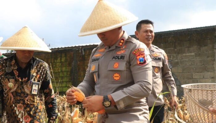 Polres Malang Panen Raya Jagung Dukung Ketahanan Pangan Nasional